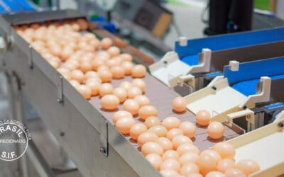 Quais são os requisitos dos selos de inspeção em alimentos?